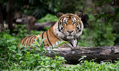 SundarbansWildlife Sanctuary West Bengal