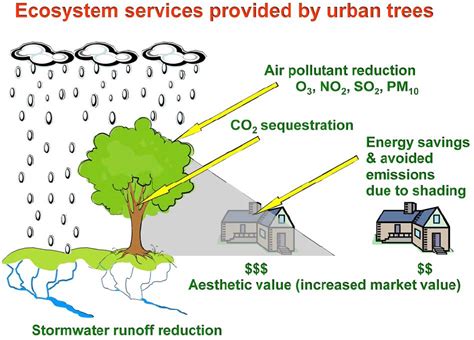 Urban Forest-Based Solutions for Resilient Cities - Resilience Blog