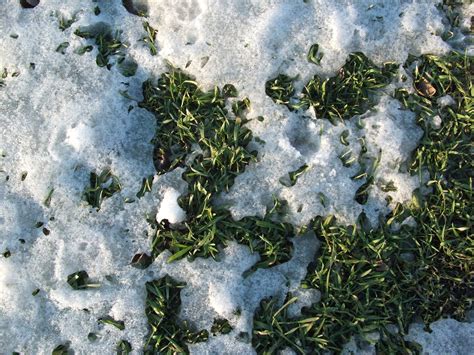 winter rye in snow - Whitetail Habitat Consulting @ Full Potential OutdoorsWhitetail Habitat ...