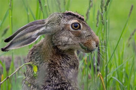 European hare by WildPlanetPhotoMagazine on 500px | Animals beautiful ...