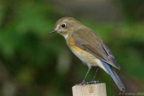 Red-flanked Bluetail by Frank Golding - BirdGuides