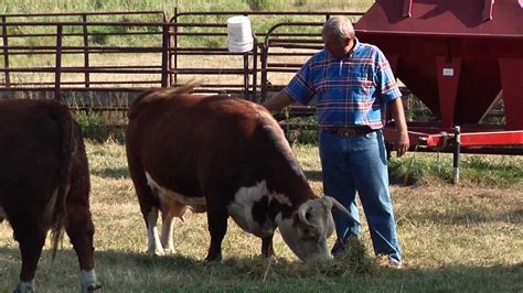 Miniature Herefords - YouTube