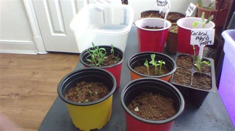 WATERING YOUR SEEDLINGS - Gardening For Beginners 2020 - How To Water Seeds - CHEAP GARDENING ...