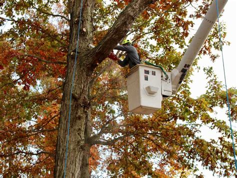 Pruning | Cypress Tree Care