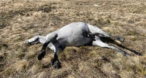 'Horrific' find in NSW national park as beloved brumbies shot dead