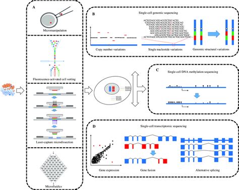 Sketching diagram of single-cell sequencing technologies. A: The... | Download Scientific Diagram