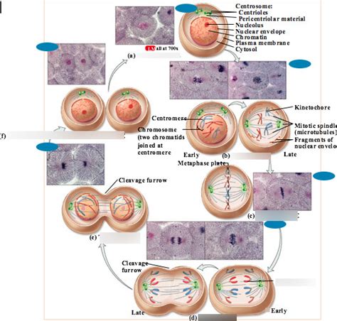 CH3 - Cells - Cell division: Mitosis and Cytokinesis Diagram | Quizlet