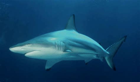 Blacktip shark - Wikipedia