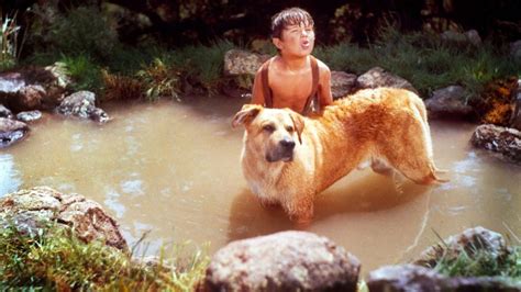 What happens to Old Yeller at the end of the movie? – Celebrity | Wiki ...