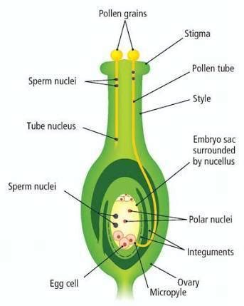 What is Fertilization Class 10 - CBSE Class Notes Online - Classnotes123