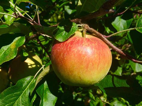 Apples - Green Bench Orchard