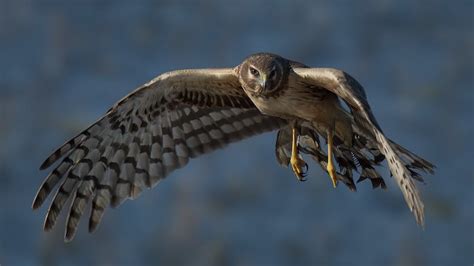 The 8 hawks of Florida: Aerial acrobatics and flight shows