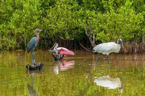 What Animals Live In Wetlands | Swamp Fever