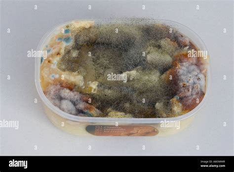 Mould or mold growing on surface of food left in plastic dish Stock Photo - Alamy