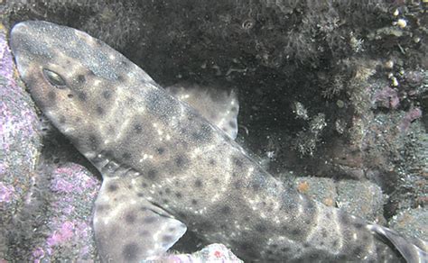 Catsharks - Ocean Animals