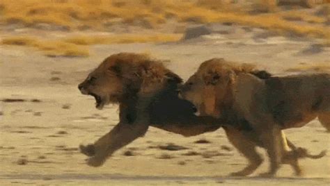 Lion GIF - Find & Share on GIPHY