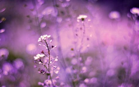 Purple Nature Wallpapers - Top Free Purple Nature Backgrounds - WallpaperAccess