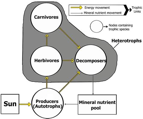 Heterotroph - Definition, Functions, Types, Solved Questions