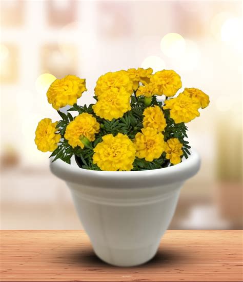 Yellow Marigold Seeds – Gamlakart