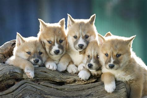 Dingo puppies! : r/pics