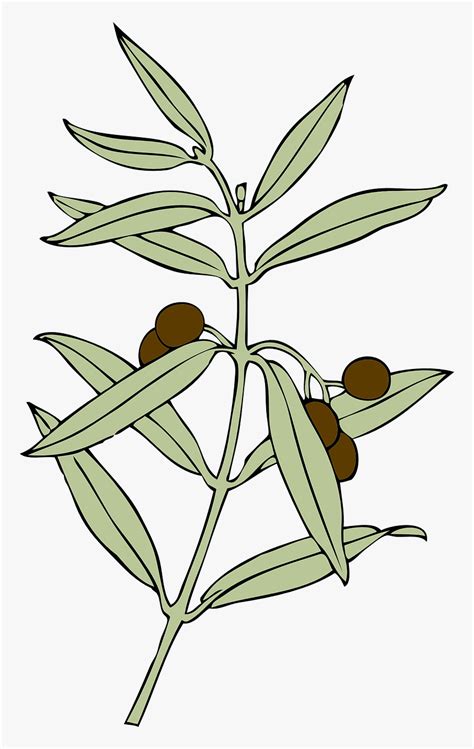 Olive Branch Peace Symbol Png, Transparent Png - kindpng