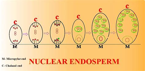 In a nuclear endosperm, which of the following is seen?(a)Every nuclear ...