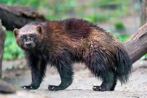 Wolverines - Habitat, Life Span, Diet & Reproduction Guide