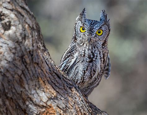 Western Screech Owl | Focal World