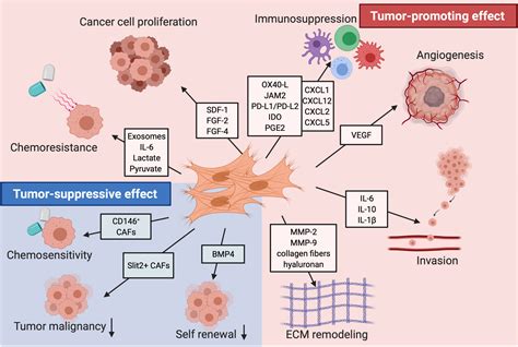 Role of cancer‐associated fibroblast subpopulations in immune ...