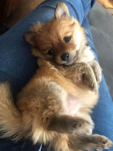 Pomchi puppy for sale | in Bethnal Green, London | Gumtree