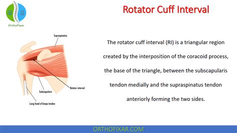 Rotator Cuff Interval | OrthoFixar 2024