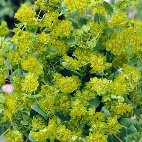 Bupleurum Seed Hare's Ear Bupleurum Flower Seeds 1000 - Etsy