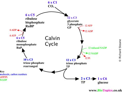 The light-independent reactions of photosynthesis