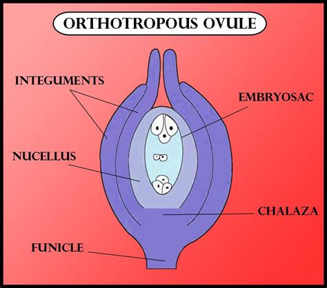 An orthotropous ovule is one, in which micropyle and chalaza are(a) In ...