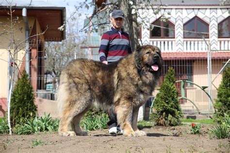 Caucasian Mountain Dogs – The Personality of the Caucasian Ovcharka