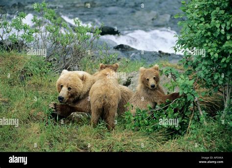 Kodiak National Wildlife Refuge, Kodiak Island, Alaska. Kodiak Brown Stock Photo: 8952505 - Alamy