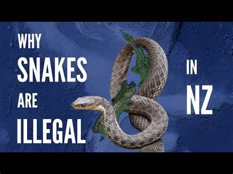 Why there are no snakes in New Zealand? – AnsToAll