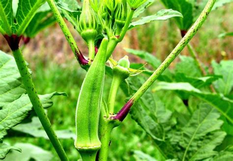 50 Okra Clemson Spineless Seeds Vegetable Plant Summer Grow | Etsy