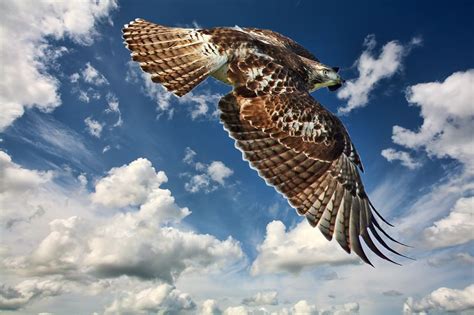 Red-tailed hawk flying in the clouds. | Smithsonian Photo Contest ...