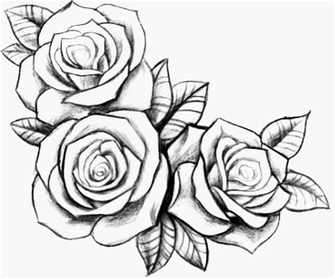 Three Roses Tattoo Drawing