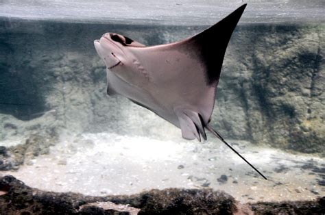 Cownose Stingray – "OCEAN TREASURES" Memorial Library