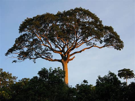 Kapok Tree (Ceiba pentandra) - Forestal Maderero