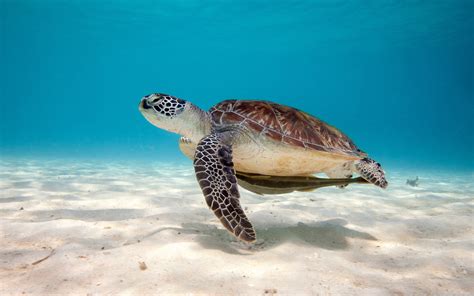 Cute Turtle Wallpaper (59+ images)