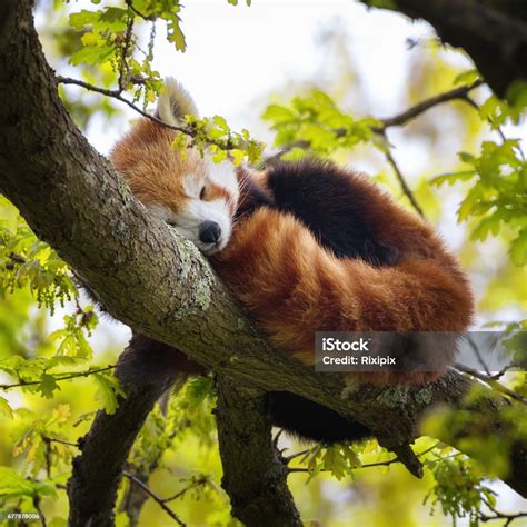 Red Panda Sleeping In A Tree Stock Photo - Download Image Now - Red ...