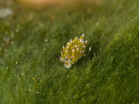 The Epoch Times: FUN PHOTOS: the most adorable sea slug that looks like ...