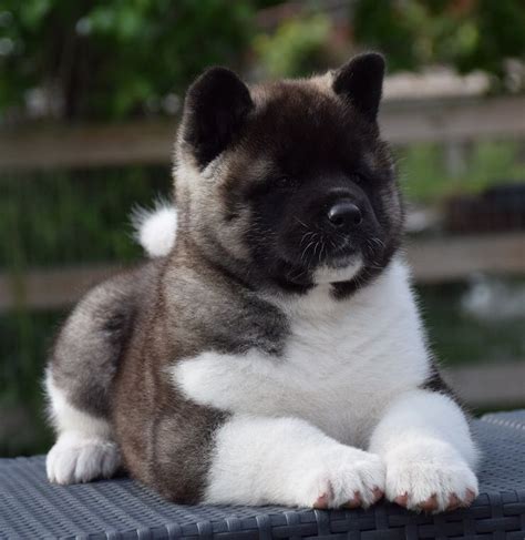 193 best Akitas images on Pinterest | Akita dog, American akita and Akita puppies