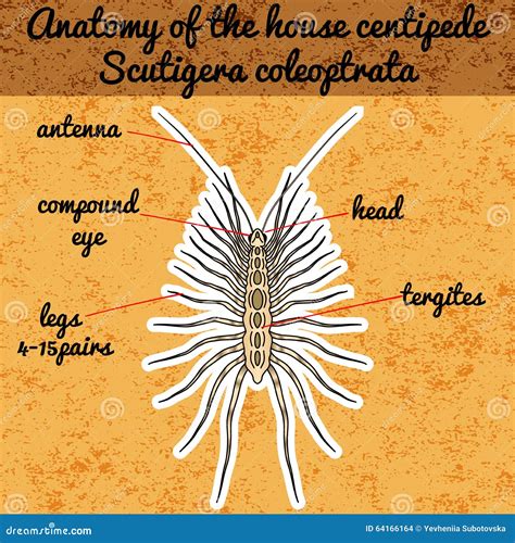 Insect Anatomy. Sticker Scutigera Coleoptrata. Millipede. House Centipede Sketch Of Millipede ...