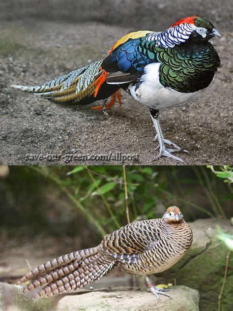 Lady Amherst's Pheasant - Save Our Green