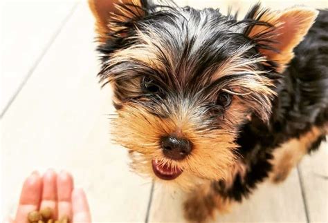 What’s the Absolute Best Dog Food for Yorkies? - K9 Web