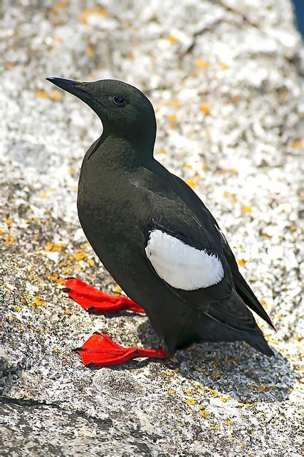 Bird Black Guillemot Ornithology - Free photo on Pixabay - Pixabay